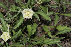 Chamaesaracha edwardsiana