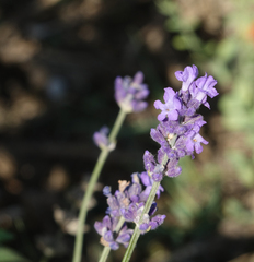 Limonium meyeri