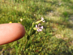 Silene heldreichii