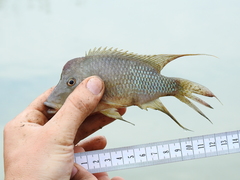 Geophagus steindachneri