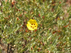 Cistus halimifolius