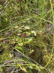 Chamaedaphne calyculata