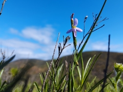 Olsynium scirpoideum