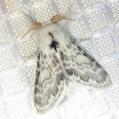 Apotolype brevicrista