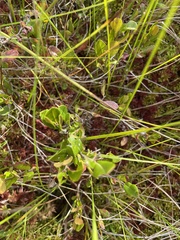 Chamaedaphne calyculata