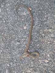 Hierophis viridiflavus