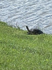 Pseudemys peninsularis