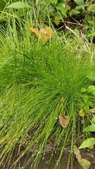 Isolepis