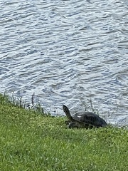 Pseudemys peninsularis