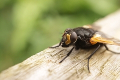 Mesembrina meridiana