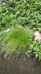 Isolepis