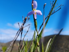 Olsynium scirpoideum