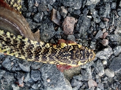 Hierophis viridiflavus