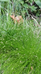 Isolepis