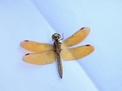 Perithemis