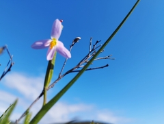 Olsynium scirpoideum