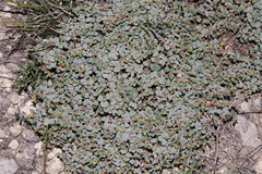 Euphorbia fendleri