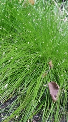 Isolepis