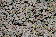 Euphorbia fendleri