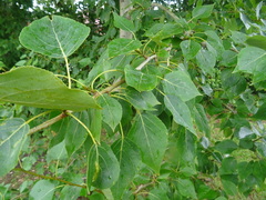 Populus × sibirica