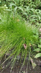 Isolepis