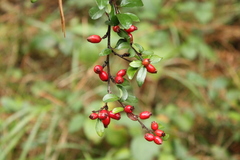 Cotoneaster divaricatus