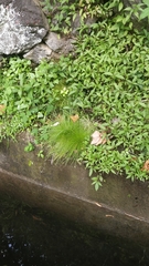 Isolepis