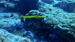 Aulostomus chinensis