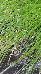 Isolepis