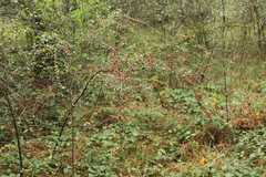 Cotoneaster divaricatus
