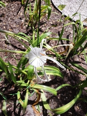 Hymenocallis littoralis