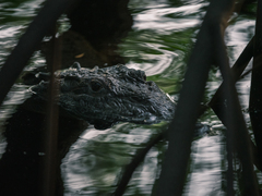 Crocodylus moreletii