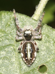 Paraphidippus aurantius