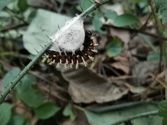Kaniska canace