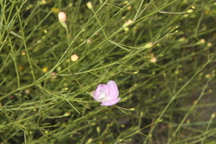 Agalinis edwardsiana