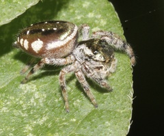 Paraphidippus aurantius