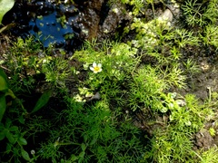Batrachium