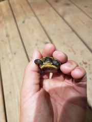 Emydoidea blandingii