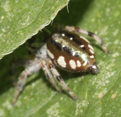Paraphidippus aurantius