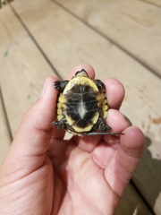 Emydoidea blandingii