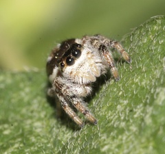 Paraphidippus aurantius