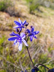 Pasithea caerulea