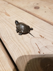 Emydoidea blandingii