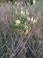 Linaria vulgaris