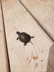 Emydoidea blandingii