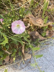 Convolvulus