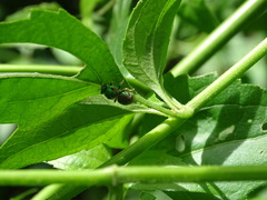 Pseudaugochlora graminea