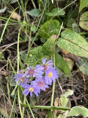 Symphyotrichum shortii