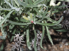 Sibara anethifolia