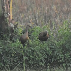 Dendrocygna javanica